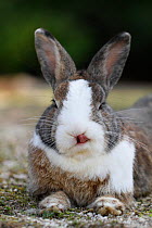 Feral domestic rabbit (Oryctolagus cuniculus) licking nose, Okunojima Island, also known as Rabbit Island, Hiroshima, Japan.