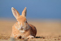 Feral domestic rabbit (Oryctolagus cuniculus) resting, Okunojima Island, also known as Rabbit Island, Hiroshima, Japan.