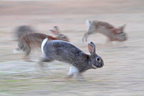 Feral domestic rabbit (Oryctolagus cuniculus) group running from bird of prey, Okunojima Island, also known as Rabbit Island, Hiroshima, Japan.