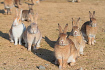 Feral domestic rabbit (Oryctolagus cuniculus) group looking at camera, Okunojima Island, also known as Rabbit Island, Hiroshima, Japan.