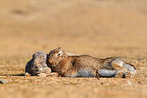 Feral domestic rabbit (Oryctolagus cuniculus) bonded pair sleeping, Okunojima Island, also known as Rabbit Island, Hiroshima, Japan.