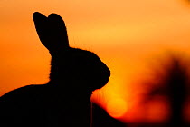 Feral domestic rabbit (Oryctolagus cuniculus) silhouetted at sunset, Okunojima Island, also known as Rabbit Island, Hiroshima, Japan.
