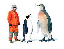 Illustration of extinct Mega Penguin (Palaeeudyptes klekowskii) with human and Emperor penguin (Aptenodytes forsteri) for scale. Mega Penguins were the largest and heaviest penguins ever,with this spe...