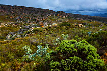 Fynbos habitat and cliffs at Pakhuis Pass, Clanwilliam, Cederberg Mountains, Western Cape province, South Africa, September 2012.