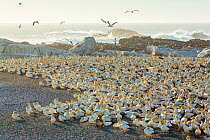 Cape gannet (Morus capensis) colony, Bird Island, Lambert's Bay, Western Cape province, South Africa, September 2012.
