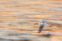 Cape gannet (Morus capensis) in flight over the sea, blurred motion, Bird Island, Lambert's Bay, Western Cape province, South Africa, September 2012.