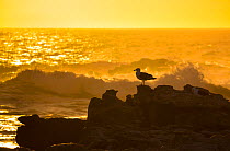 Kelp gull (Larus dominicanus) on rocky shore with crashing waves at sunset, Bird Island, Lambert's Bay, Western Cape province, South Africa, September 2012.