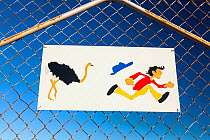 Sign showing man being chased by Ostrich (Struthio camelus) on wire fence, Vanrhynsdorp, Western Cape province, South Africa, September 2012.