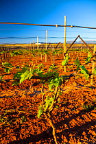 Vineyard, with vines trained on trellising wires, Vanrhynsdorp, Western Cape province, South Africa, September 2012.