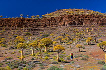 Quiver Trees (Aloe dichotoma) Kokerboom Forest, Nieuwoudtville, Namaqualand, Northern Cape province, South Africa, September 2012.