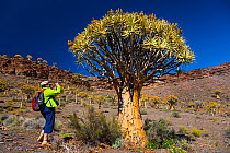 Hiker taking photo of Quiver Tree (Aloe dichotoma) Kokerboom Forest, Nieuwoudtville, Namaqualand, Northern Cape province, South Africa, September 2012.