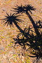 Quiver tree (Aloe dichotoma) shadow on ground, Kokerboom Forest, Nieuwoudtville, Namaqualand, Northern Cape province, South Africa, September 2012.