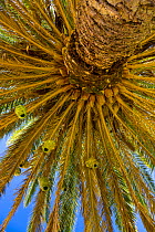Masked weaverbird (Ploceus velatus) nests in palm tree, Namaqualand, Northern Cape province, South Africa, September 2012.