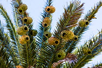 Masked weaverbird (Ploceus velatus) nests in palm tree, Namaqualand, Northern Cape province, South Africa, September 2012.