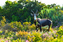 Bontebok (Damaliscus pygargus) in fynbos vegetation, West Coast National Park, Western Cape province, South Africa, September 2012.