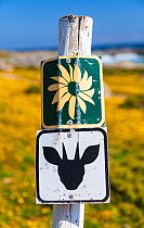Sign for antelope and wildflowers, with yellow flowers in background, Postberg Trail, West Coast National Park, Western Cape province, South Africa, September 2012.