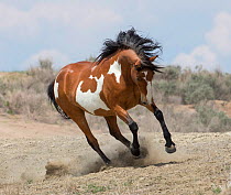Wild Mustang, pinto mare, Sand Wash, Colorado, USA.