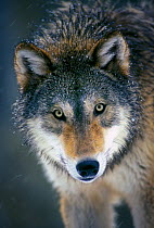 Grey wolf (Canis lupus) head portrait, captive from Washington Range, USA