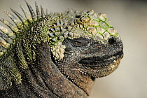 RF- Marine Iguana (Amblyrhynchus cristatus) head portrait, Fernandina island, Galapagos, Ecuador. (This image may be licensed either as rights managed or royalty free.)