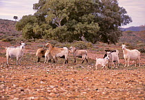 Feral goat (Capra hircus) herd, Fowlers Gap Research Station, New South Wales, Australia.