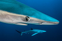 Blue shark (Prionace glauca) close up, Azores, Portugal. Finalist in Wildlife Photographer of the Year Awards (WPOY) Competition 2014