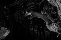 Pine marten (Martes martes) leaping from branch, taken at night with infra-red remote camera trap, France, June.