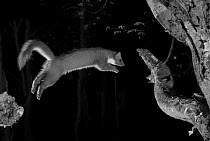 Pine marten (Martes martes) leaping from branch, taken at night with infra-red remote camera trap, France, April.