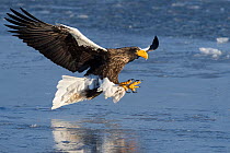Steller's Sea Eagle (Haliaeetus pelagicus) hunting, Hokkaido, Japan.  February.
