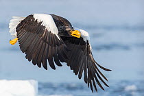 Steller's Sea Eagle (Haliaeetus pelagicus)  in flight, Hokkaido, Japan.  February.