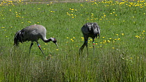 Female Common/Eurasian crane (Grus grus) 'Chris', released by the Great Crane project in 2010, feeding one of her chicks, with her partner 'Monty' foraging nearby, Slimbridge, Gloucestershire, England...