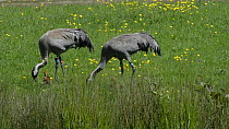 Male Common/Eurasian crane (Grus grus) 'Monty', released by the Great Crane project in 2010, feeding one of his chicks, with his partner 'Chris' foraging nearby, watched by a second chick, Slimbridge,...