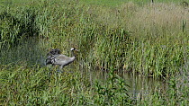 Female Common/Eurasian crane (Grus grus) 'Chris', released by the Great Crane project in 2010, returning to her nest in a sedge marsh to relieve her partner 'Monty' of incubation duties, Slimbridge, G...