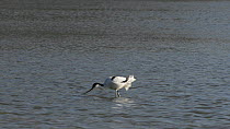 Avocet (Recurvirostra avosetta) foraging in a shallow lake, sweeping its bill through the water to filter feed, Gloucestershire, England, UK, March.