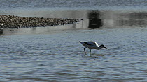 Avocet (Recurvirostra avosetta) foraging in a shallow lake, sweeping its bill through the water to filter feed, Gloucestershire, England, UK, March.