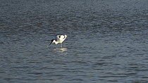 Avocet (Recurvirostra avosetta) foraging in a shallow lake, sweeping its bill through the water to filter feed, passing a pair of Gadwall (Anas strepera), and then preening and bathing, Gloucestershir...