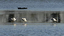 Two pairs of Avocets (Recurvirostra avosetta) foraging close to one another in a shallow lake, showing some territorial interaction, Gloucestershire, England, UK, March.