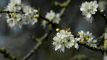Blackthorn (Prunus spinosa) in blossom, Wiltshire, England, UK, April.