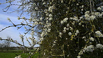 Blackthorn blossom (Prunus spinosa) wide angle pan, Wiltshire, England, UK, April.