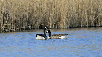 Pair of Canada geese (Branta canadensis) feeding and calling whilst swimming on a lake, Corsham Court, Wiltshire, England, UK, March.