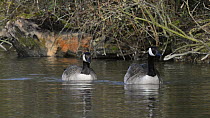 Pair of Canada geese (Branta canadensis) displaying and calling, Corsham Court, Wiltshire, England, UK, March.