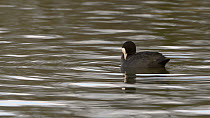 Coot (Fulica atra) swimming and preening on the surface of a lake, Corsham Court, Wiltshire, England, UK, March.
