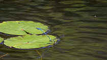 Female Common blue damselfly (Enallagma cyathigerum) laying eggs under a Yellow water lily (Nuphar lutea) leaf as the male clasps her behind the head, Cornwall, England, UK, June.