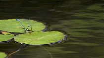 Female Common blue damselfly (Enallagma cyathigerum) laying eggs under a Yellow water lily (Nuphar lutea) leaf as the male clasps her behind the head, before they fly in tandem and reposition a couple...
