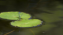 Pair of Common blue damselflies (Enallagma cyathigerum) attempting laying eggs under a Yellow water lily (Nuphar lutea) leaf, Cornwall, England, UK, June.