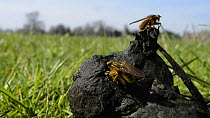 Male Yellow dung flies (Scathophaga stercoraria) coming and going from sheep dung, with one male guarding a female by riding on her back, Wiltshire, England, UK, March.