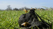 Male Yellow dung flies (Scathophaga stercoraria) coming and going from sheep dung, with one male guarding a female by riding on her back, Wiltshire, England, UK, March.