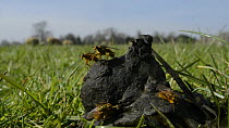Male Yellow dung flies (Scathophaga stercoraria) coming and going from sheep dung, Wiltshire, England, UK, March. Slow motion clip.