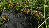 Male Yellow dung flies (Scathophaga stercoraria) competing for mates on sheep dung, trying to knock and wrestle other males off the backs of the females they are guarding, Wiltshire, England, UK, March. Slow motion clip.