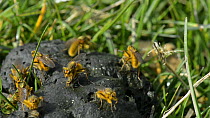 Male Yellow dung flies (Scathophaga stercoraria) competing for mates on sheep dung, trying to knock and wrestle other males off the backs of the females they are guarding, Wiltshire, England, UK, Marc...