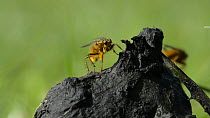 Close up of a male Yellow dung fly (Scathophaga stercoraria) climbing up to the top of some sheep dung, Wiltshire, England, UK, March. Slow motion clip.